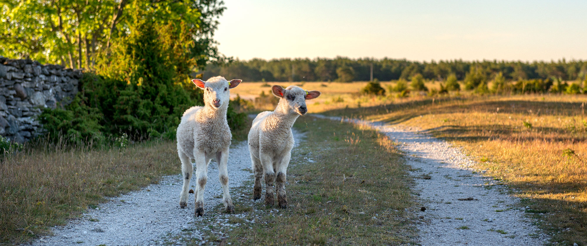 Lamm på Gotland